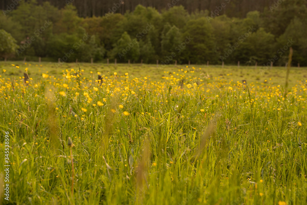 grass field at sunset in summer grass field at sunset in summer