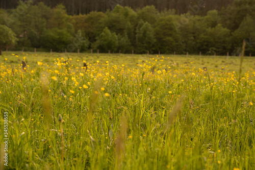 grass field at sunset in summer © urdialex