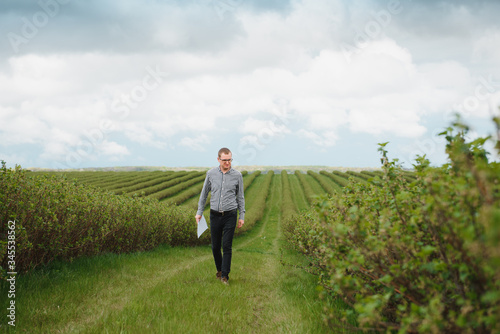 young farmer inspects currant field. The concept of fruit and berry farming