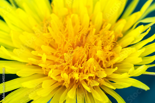 Dandelion 