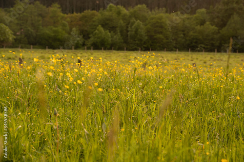 grass field at sunset in summer © urdialex