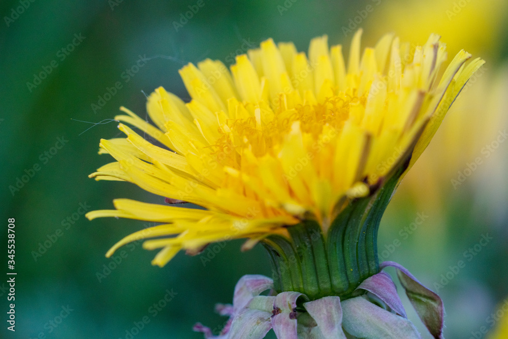 Fototapeta premium Dandelion