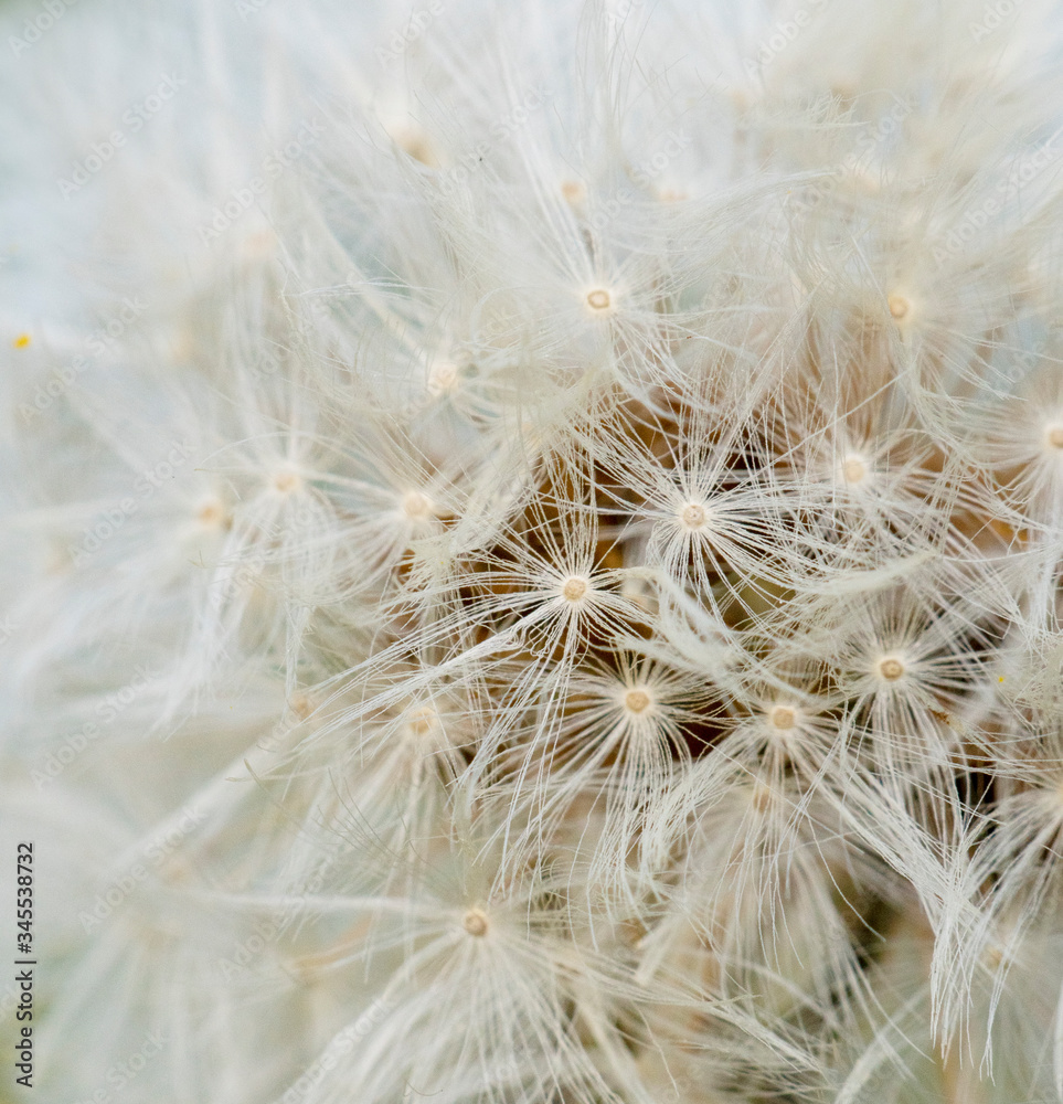 Dandelion
Dandelion