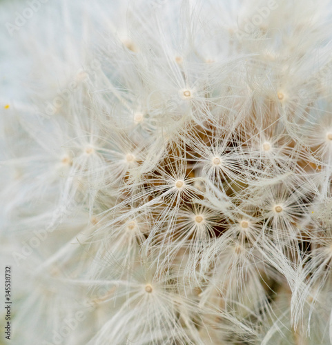 Dandelion 