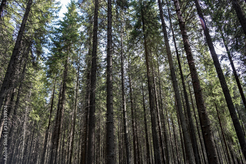 Fototapeta premium spruce forest and tree trunks