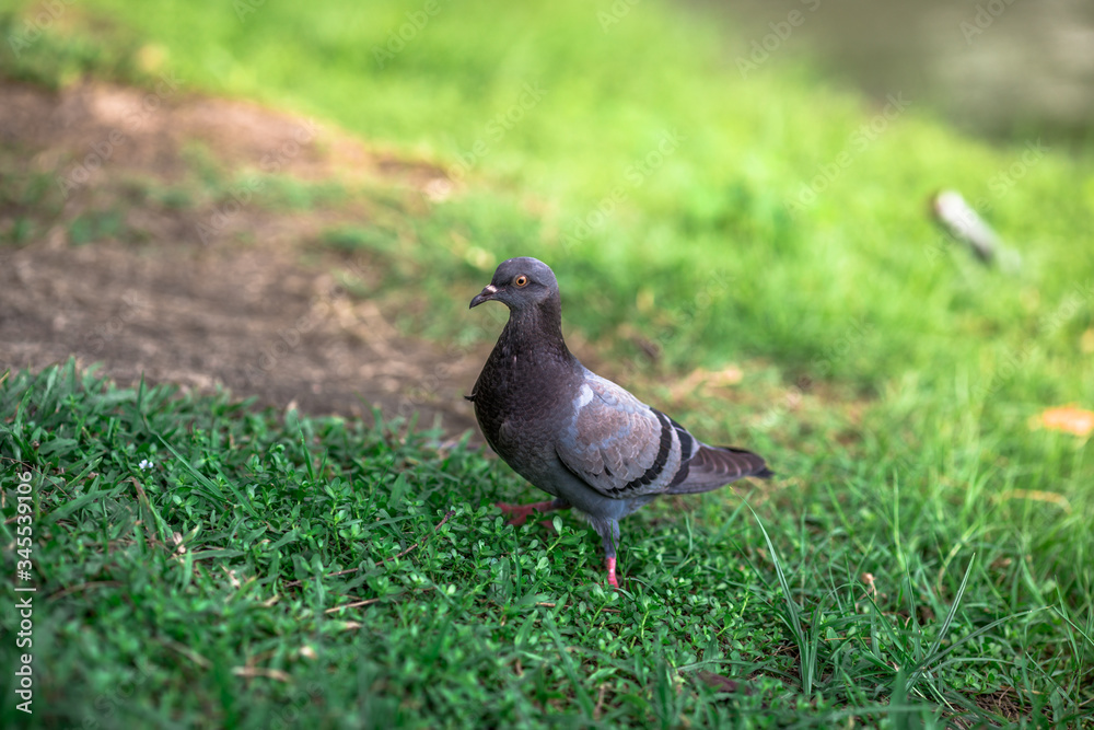 The background of pigeons foraging under large trees, with motion blur according to animal instincts. The background of pigeons foraging under large trees, with motion blur according to animal instincts.