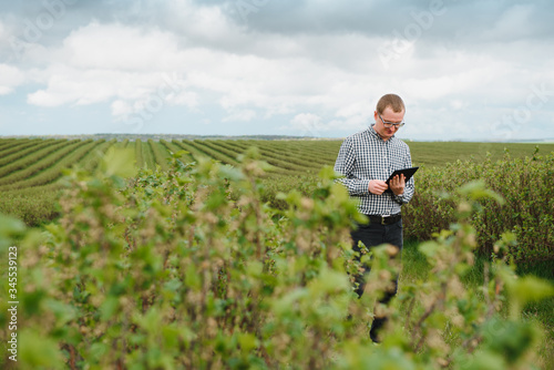 young farmer with a tablet on a currant field. Fruit and berry farming. The farmer inspects the currant crop. Agribusiness concept.