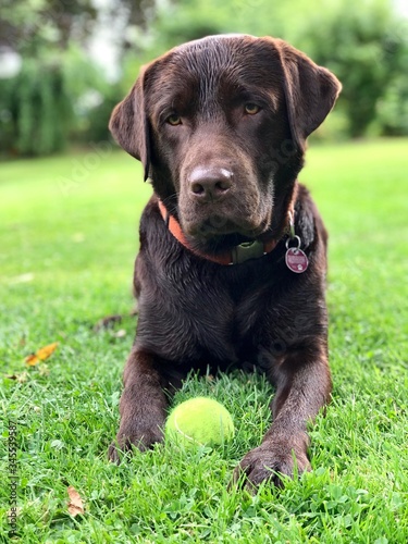 Proud Labrador, Brown, Model, Perfekt