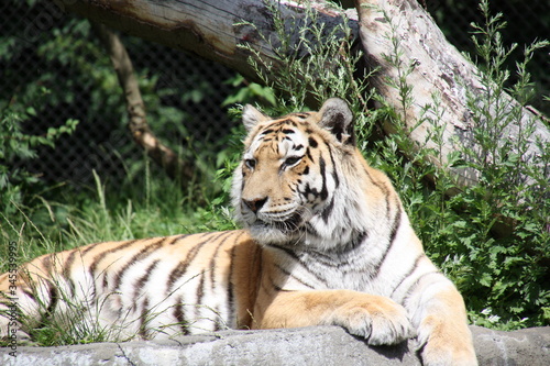 liegender Tiger mit erhobenden Kopf