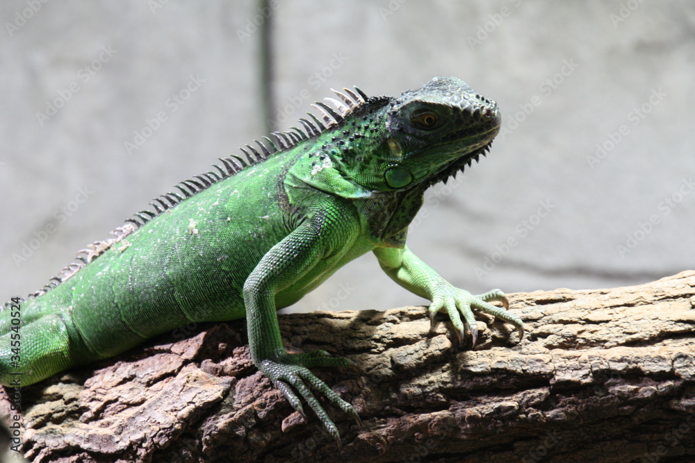 Fototapeta premium Grüner Leguan