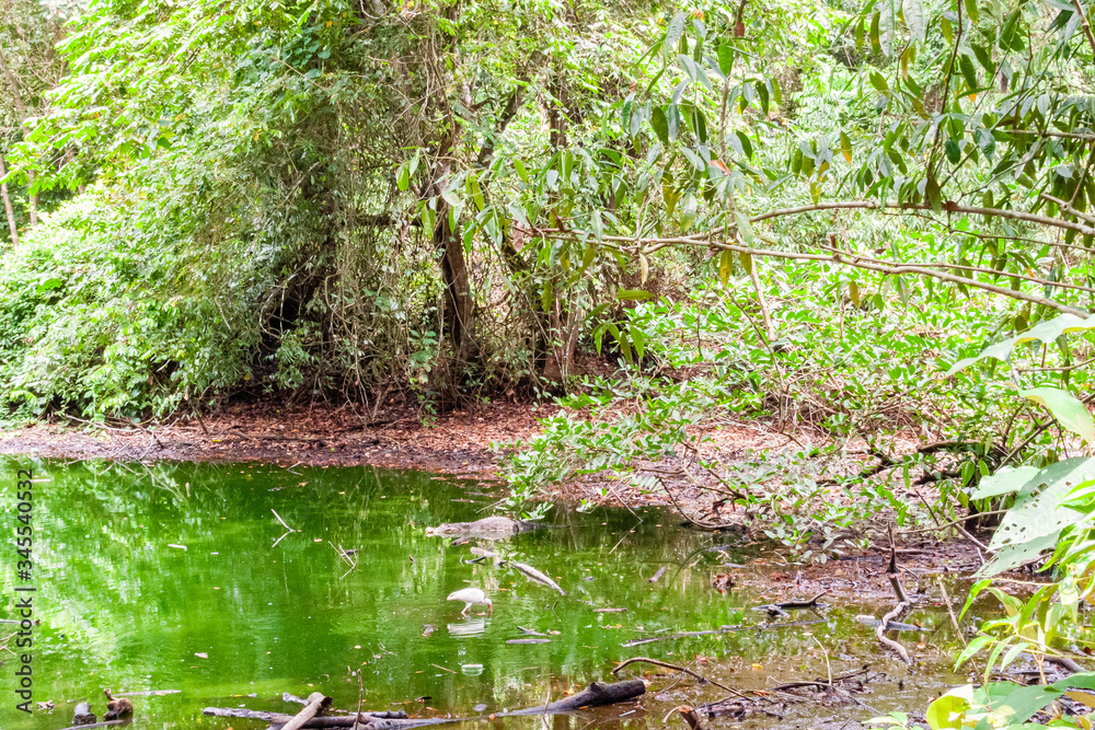Crocodile next to bird in green lagoon Crocodile next to bird in green lagoon