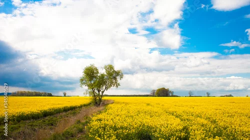 Obraz Pole rzepaku 1