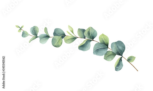 Watercolor vector vector hand painted green eucalyptus branch. 