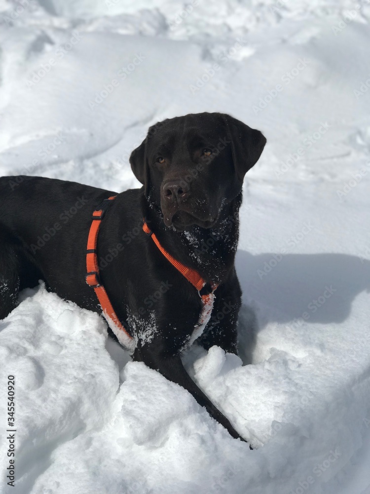 Labrador, Snow