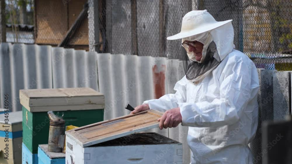 agriculture, man in protective suit beekeeper works with beehives in apiary uses smoker device to scare away evil bees to check quality of honey agriculture, man in protective suit beekeeper works with beehives in apiary uses smoker device to scare away evil bees to check quality of honey