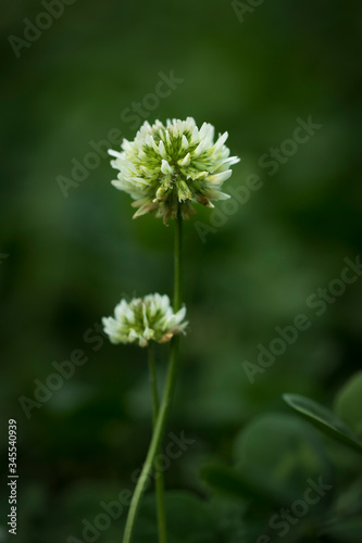 Two clover flowers