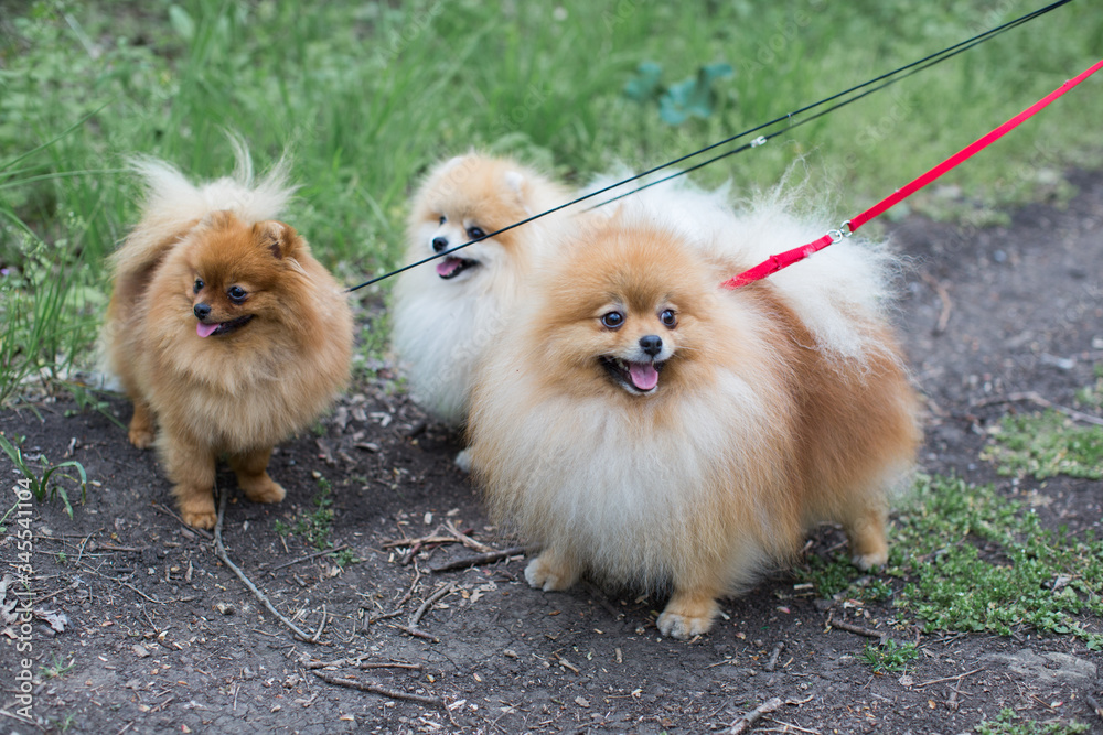 fluffy dogs walk in the spring forest
fluffy dogs walk in the spring forest