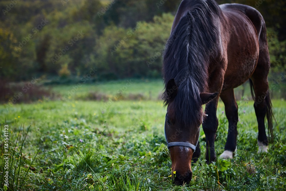 Obraz premium horse in the field