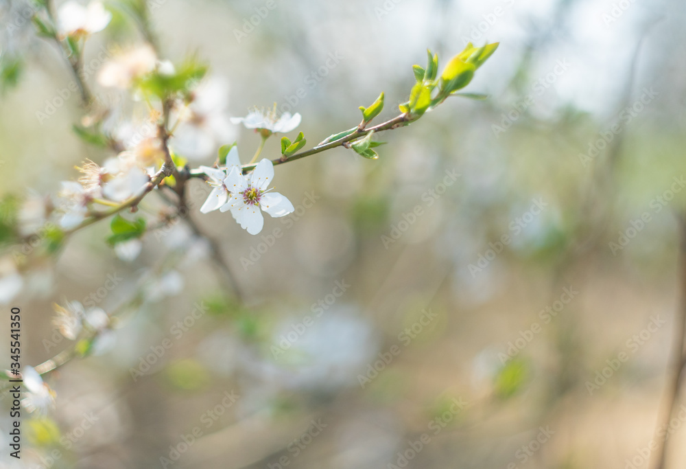 Obraz premium Tree cherry blossom with blurred background, spring bokeh photography, april concept banner