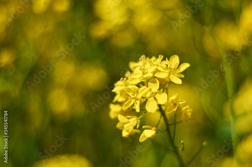 Yellow rapeseed blooming in the field