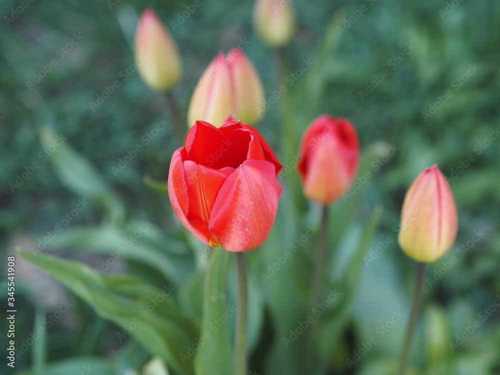 Bright red tulips with a dark center bloomed in the spring in the garden Bright red tulips with a dark center bloomed in the spring in the garden