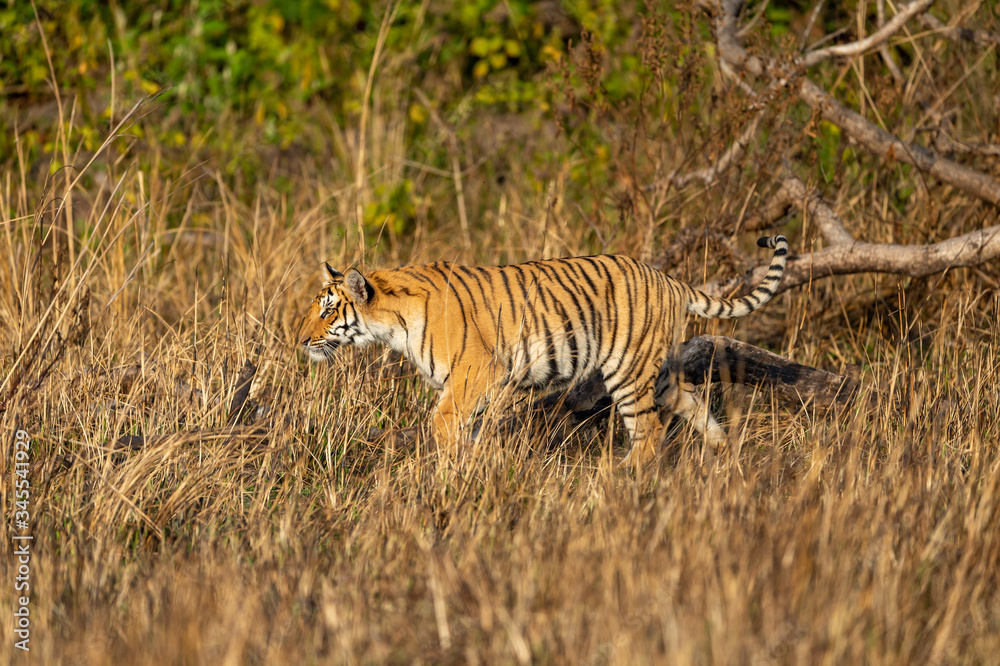 Fototapeta premium corbett tiger in action with tail up and stalking prey while walking in grassland. Side view of full length tiger at dhikala zone safari of jim corbett national park or tiger reserve uttarakhand india