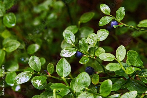 Blueberries in a wet forest