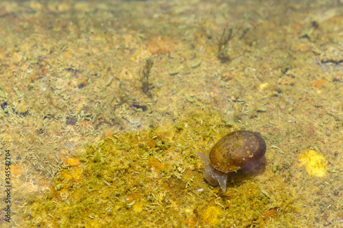 Lymnaea stagnalis. Caracol de estanque  de agua dulce.