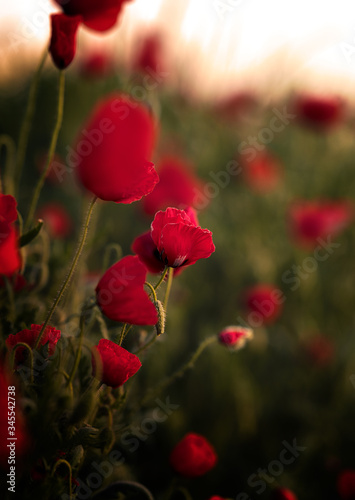 Close up with poppy flowers in the field at sunrise