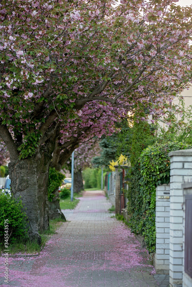 Beautiful spring street with blooming cherry trees and petals