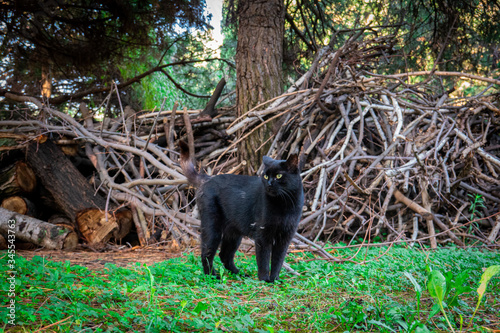 Black cat in the woods