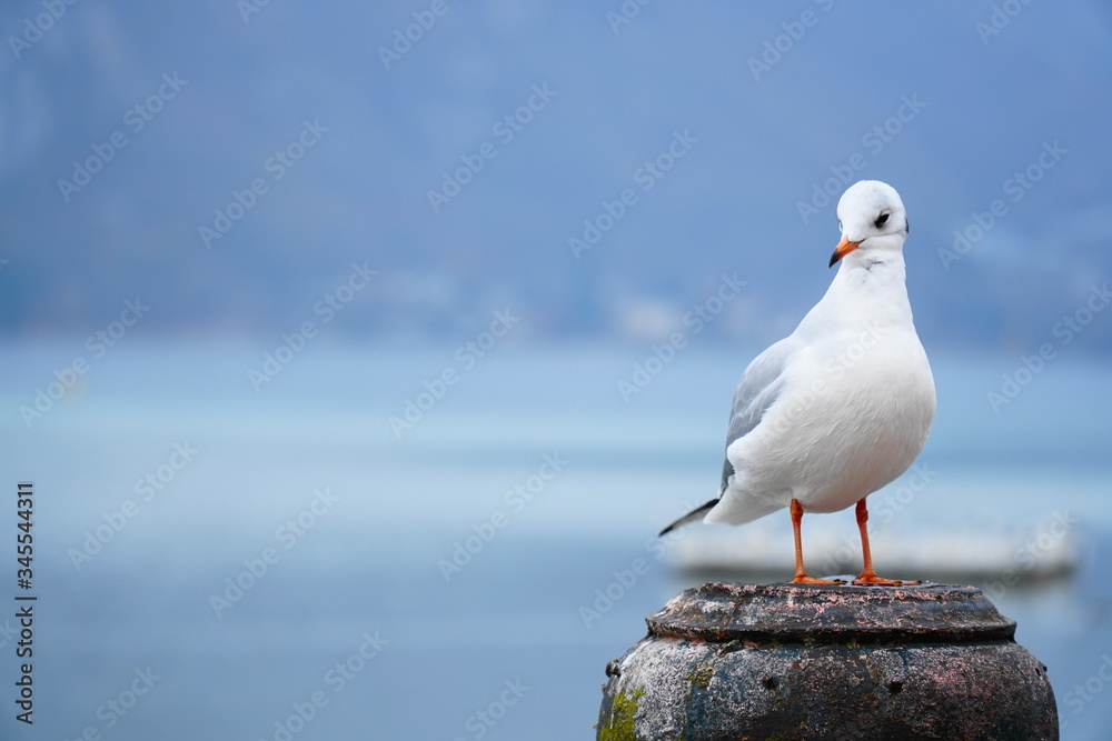 white seagull with orange beak on the background of the blue lake white seagull with orange beak on the background of the blue lake