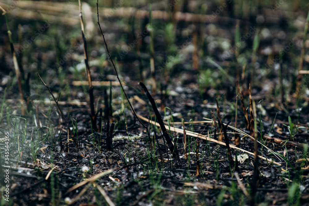 nature begins life after a fire nature begins life after a fire