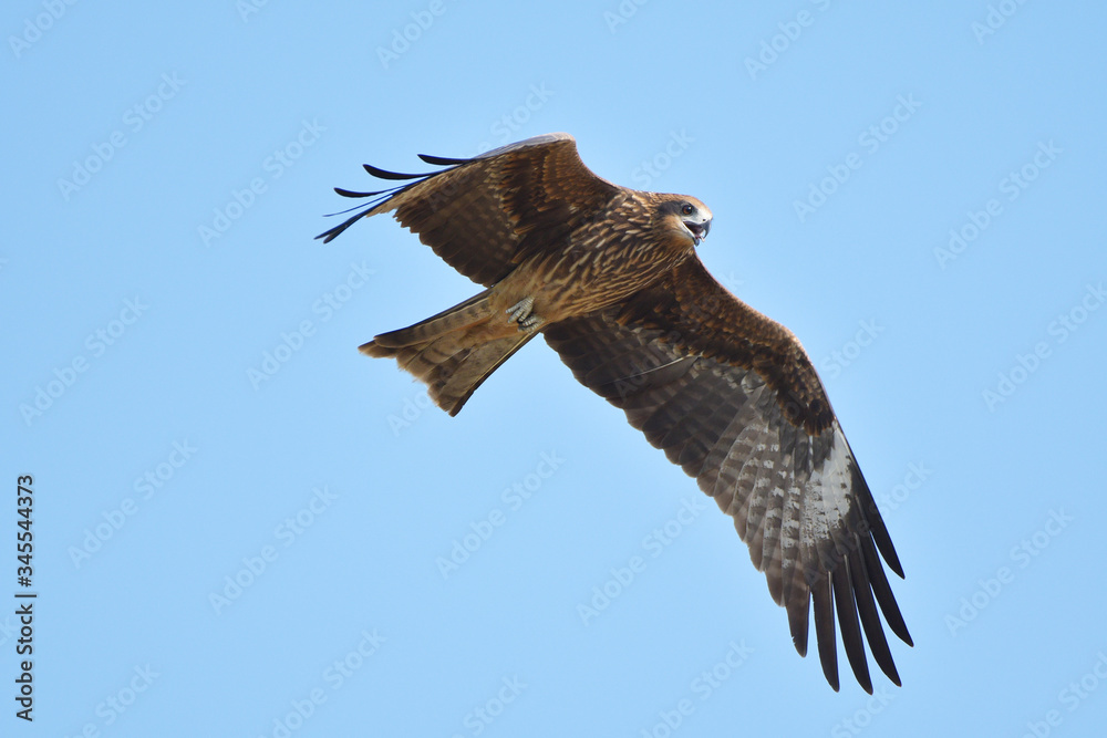 Fototapeta premium black kite hawk of Thailand