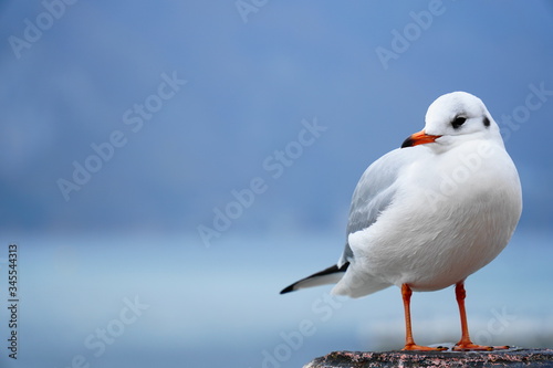 carefree white seagull on background of the lake