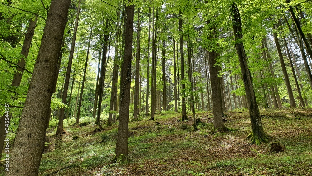 Naklejka premium Natur Wald Landschaft Leben Gedeihen 