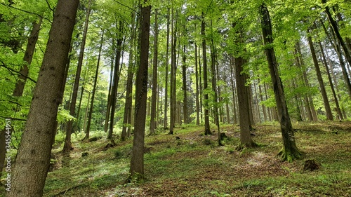 Fototapeta Naklejka Na Ścianę i Meble -  Natur Wald Landschaft Leben Gedeihen 