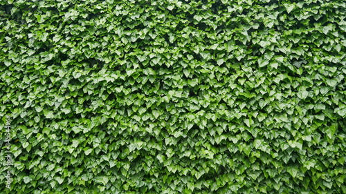 Green Grass Wall 