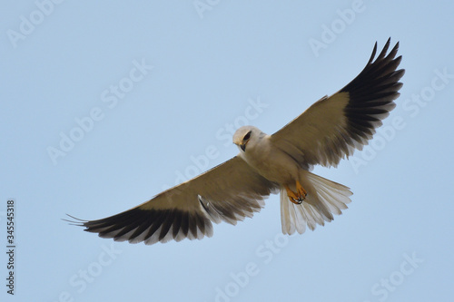 Black shouldered kite hawk of Thailand