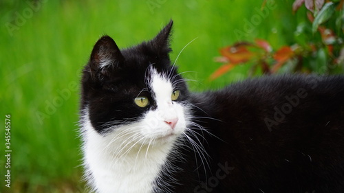 Katze im Grünen