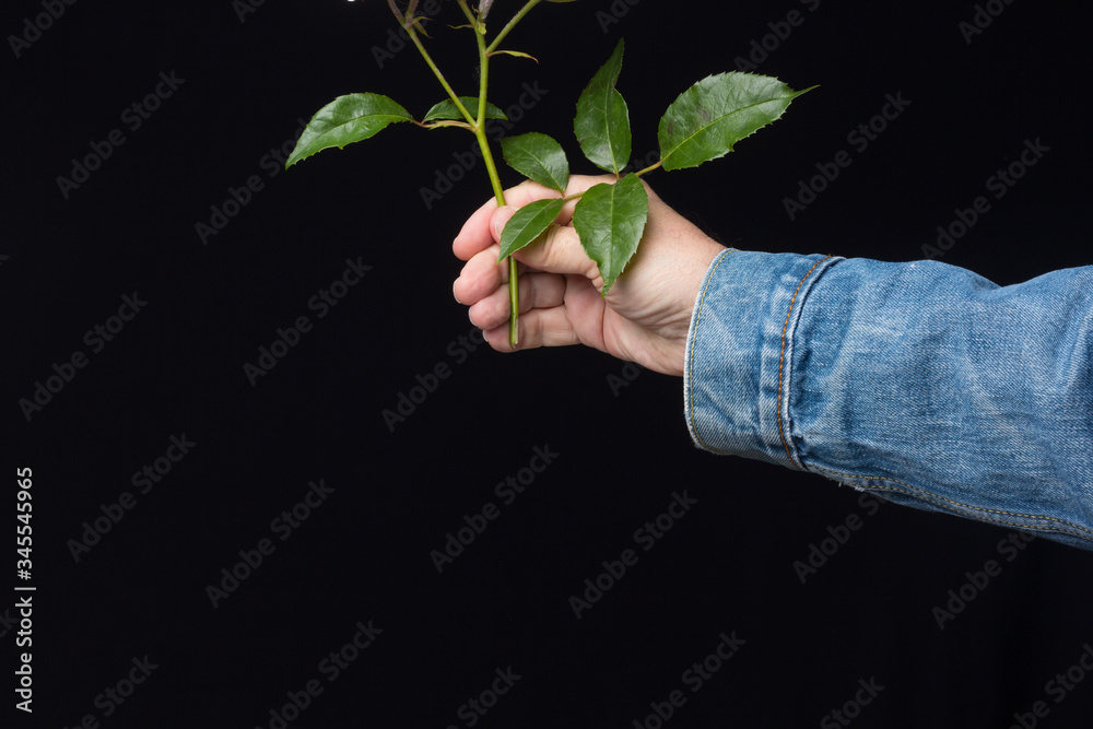Rosa is the flower of spring, ideal for love Rosa is the flower of spring, ideal for love