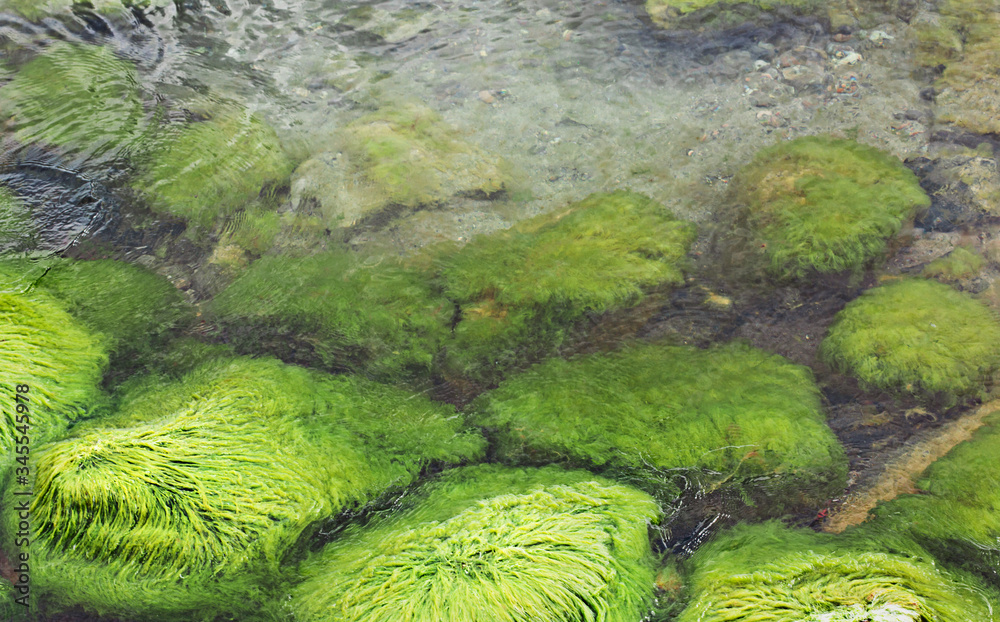 green algae on large stones in the sea green algae on large stones in the sea