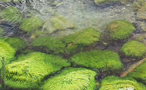 green algae on large stones in the sea