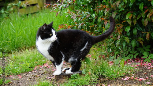 Katze im Garten 2