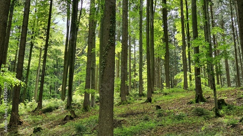 Natur Wald Landschaft Leben Gedeihen 