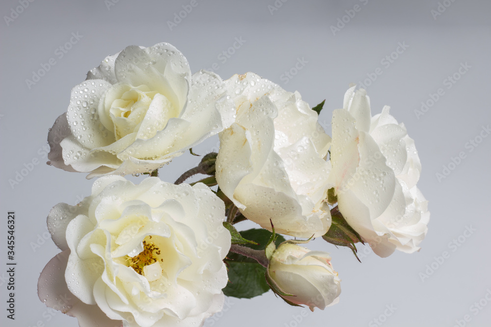 Obraz premium Rosa is the flower of spring, ideal for love