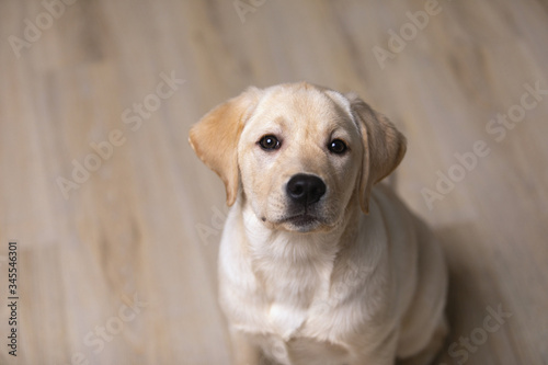 portrait of cute Labrador Retriever dog sitting on floor on blur background.
