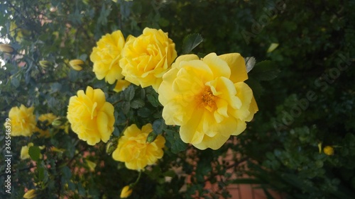 yellow shrub rose in spring like bright sun