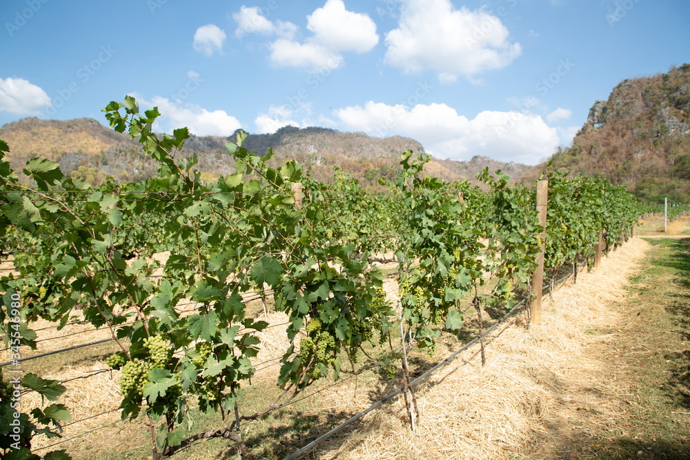 grapes farm growth for making wine on mountain in winter season .
