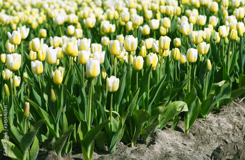 Panoramic view of blooming yellow white tulips flowers in springtime real Dutch landscape 
